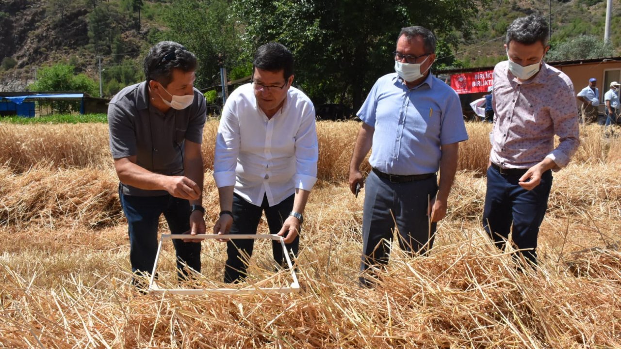 Yılın ilk buğday hasadını yapıldı