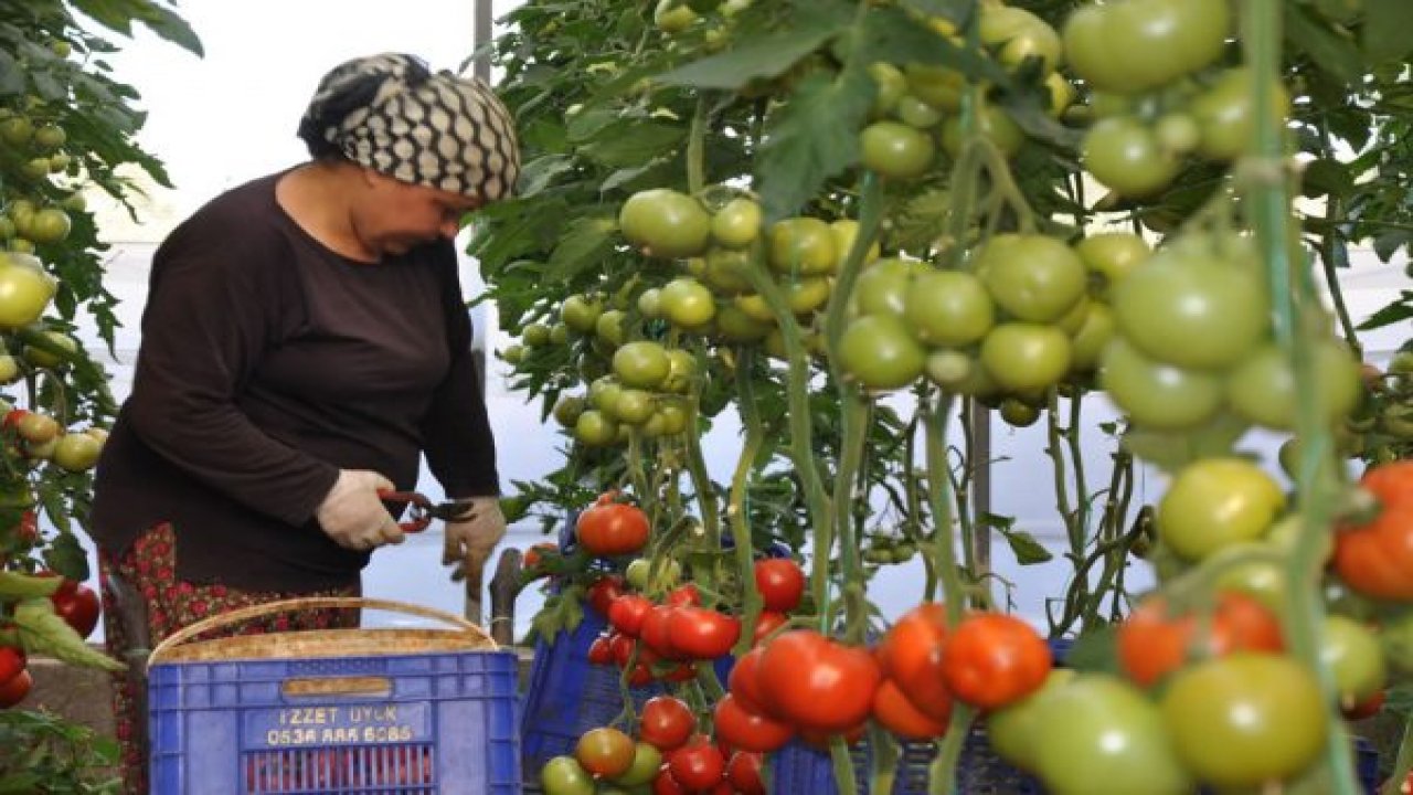 Domatesten Parayı Aracı Kazanıyor