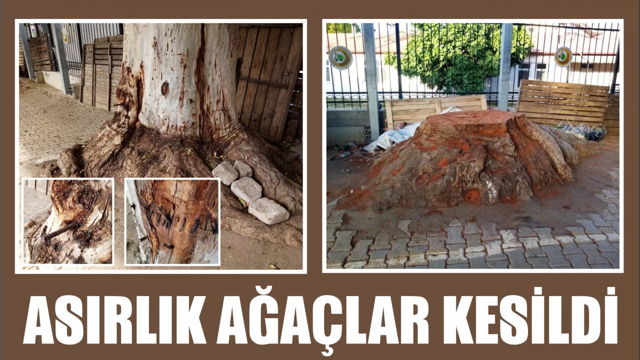 ASIRLIK AĞAÇLAR KESİLDİ