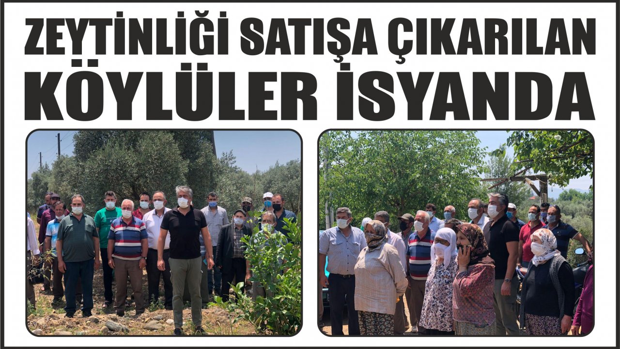 ZEYTİNLİĞİ SATIŞA ÇIKARILAN KÖYLÜLER İSYANDA