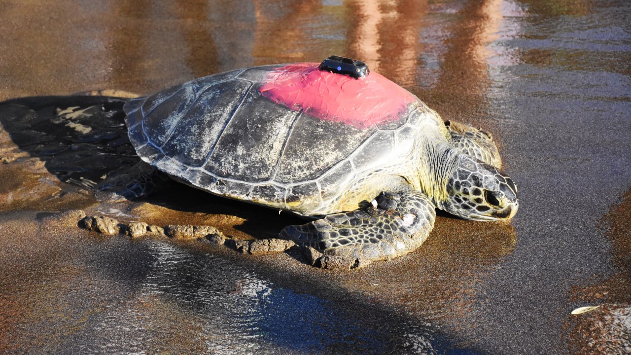Tedavileri tamamlanan caretta carettalar denize bırakıldı