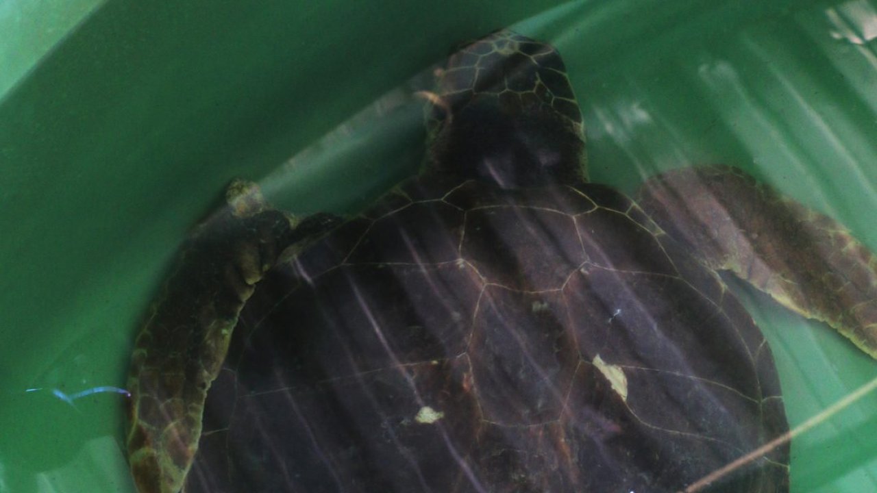 Yüzgecinden ve başından 65 saçma çıkarılan caretta caretta 