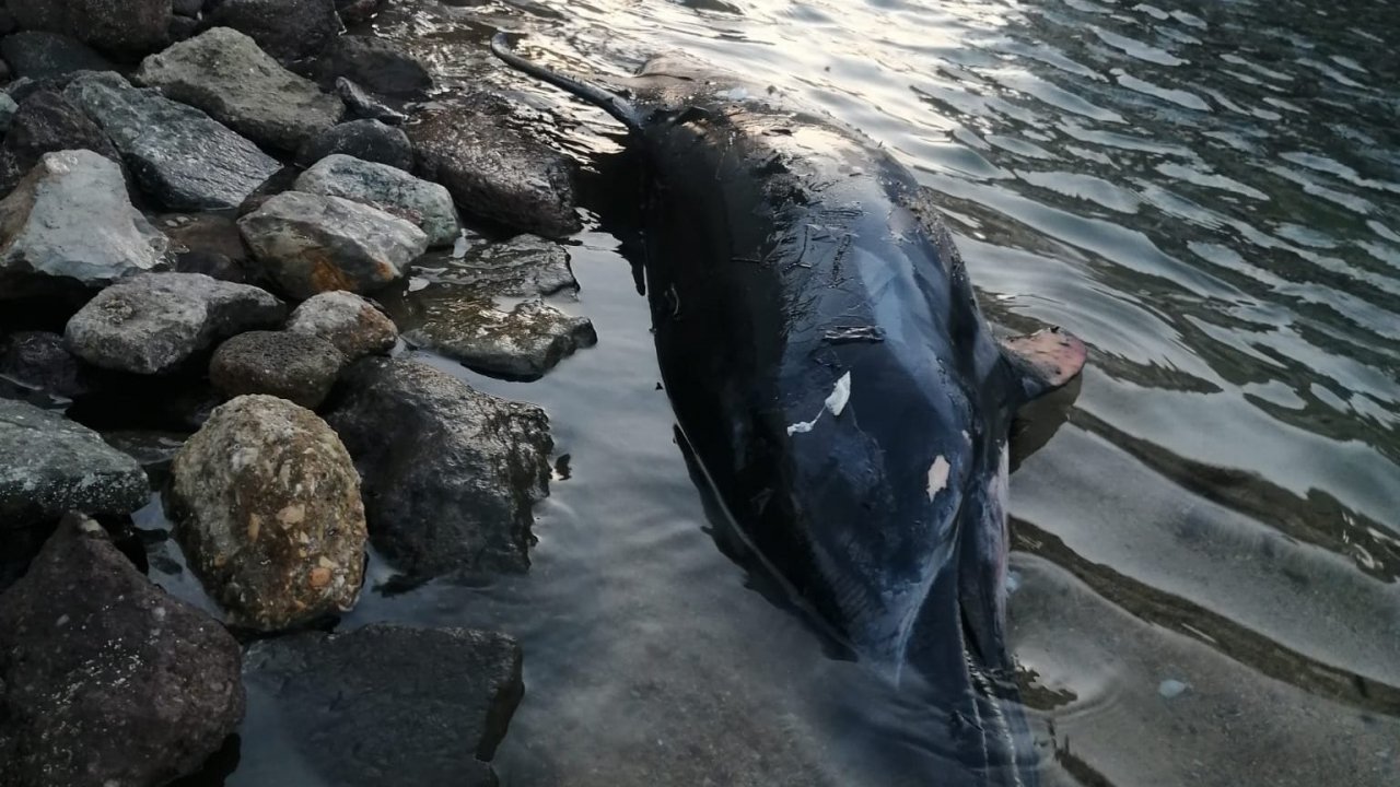 Bodrum'da ölü yunus kıyıya vurdu