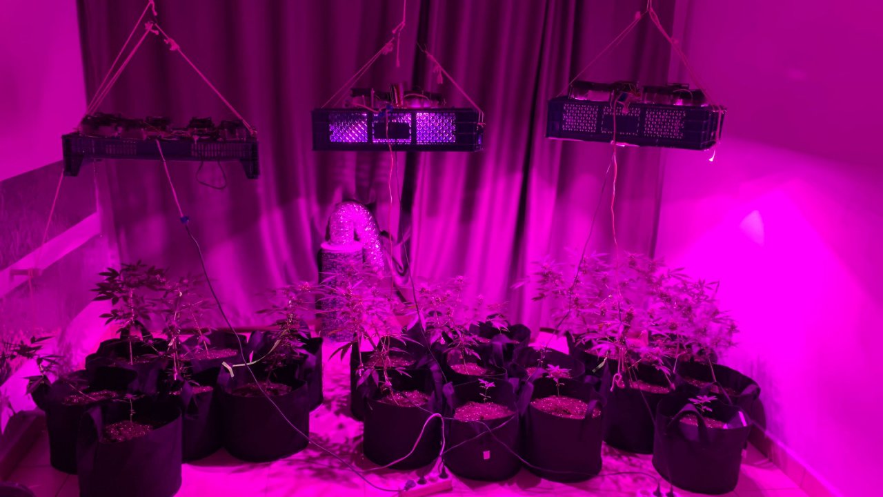 Muğla'da evinde Hint keneviri yetiştirdiği iddia edilen şüpheli yakalandı