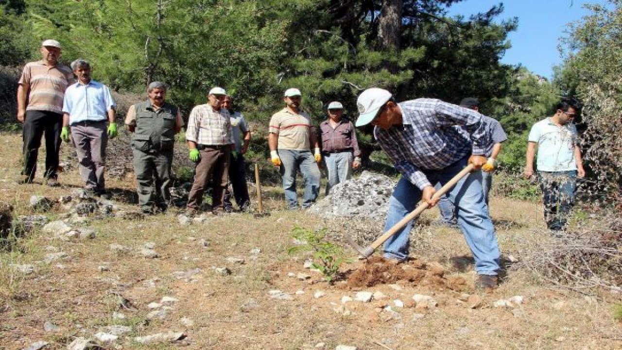11 Bin Fidan Toprakla Buluştu