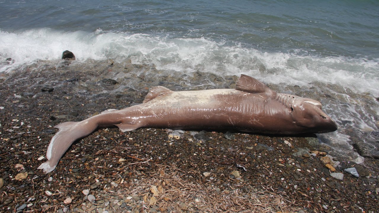 Datça’da sahilde ölü köpekbalığı bulundu