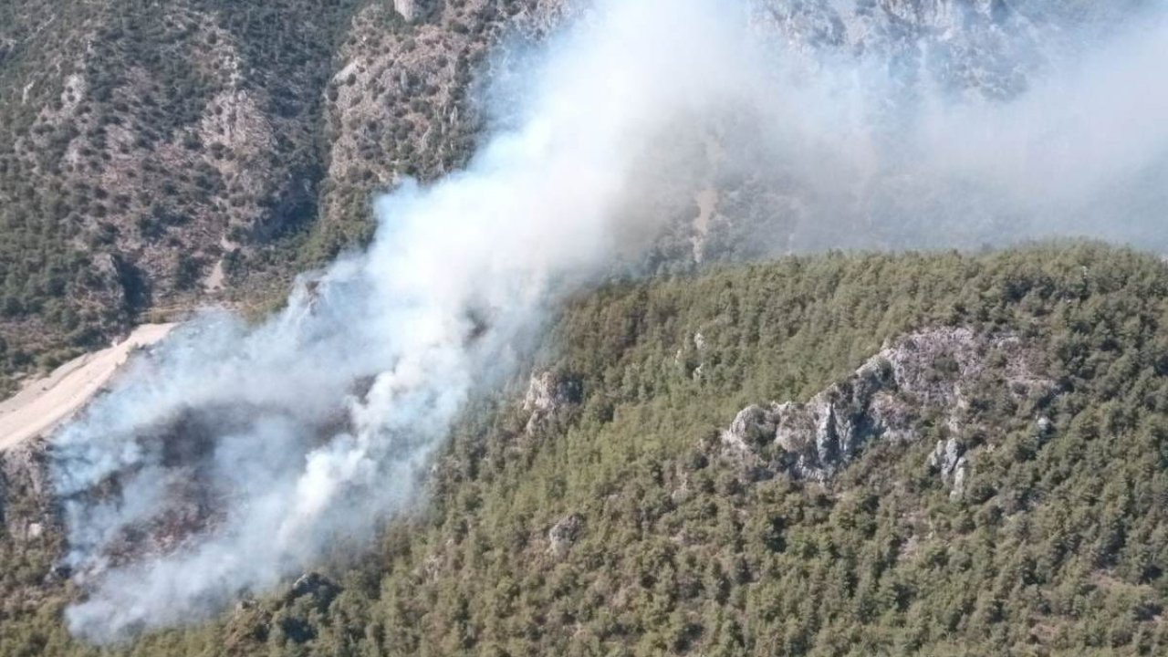 Milas'ta orman yangını çıktı