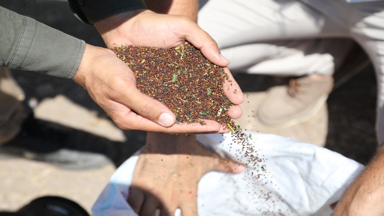 Atıl tarım alanlarına kanola ekilecek