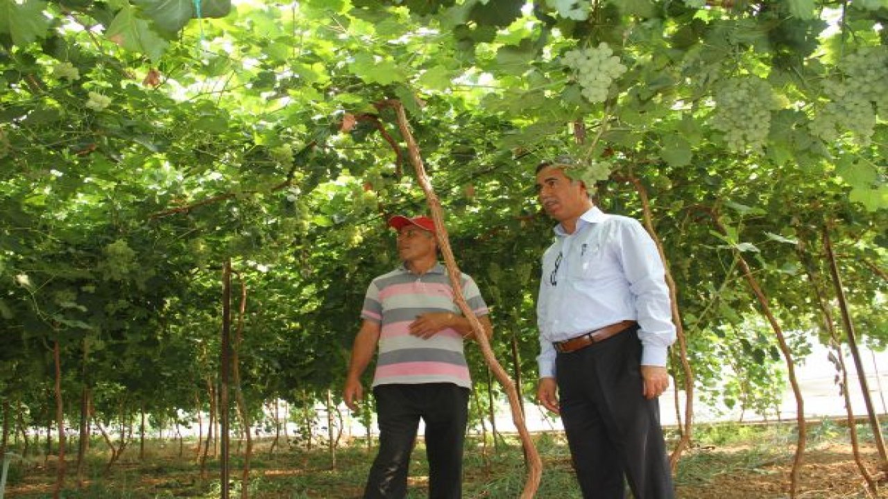 Domatesten zarar edince serada üzüm yetiştirdi