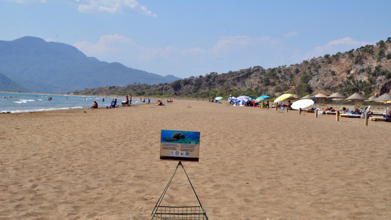 Yavru cerattalar İztuzu Plajında sularla buluşuyor