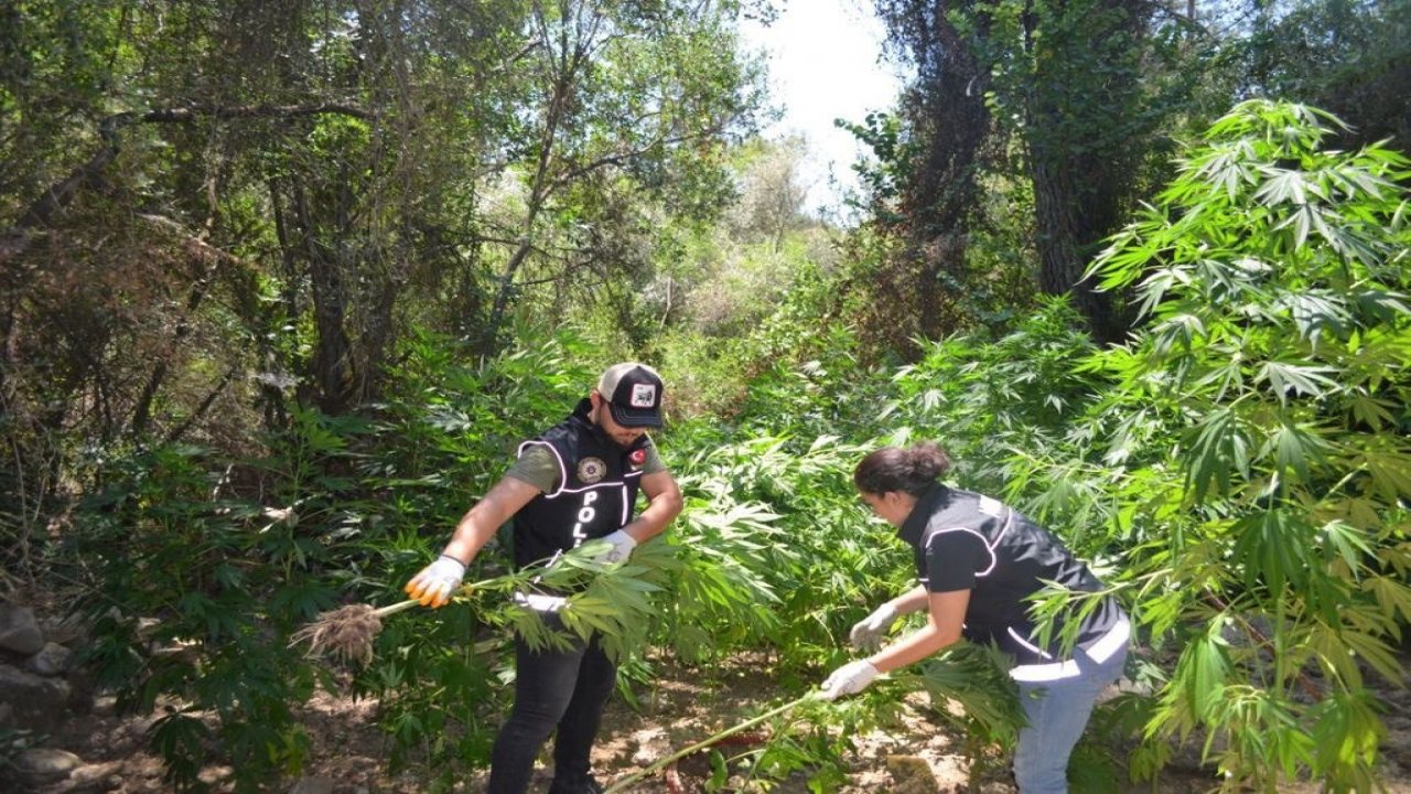 DEVLET ARAZİSİNE KENEVİR EKTİLER:2 GÖZALTI