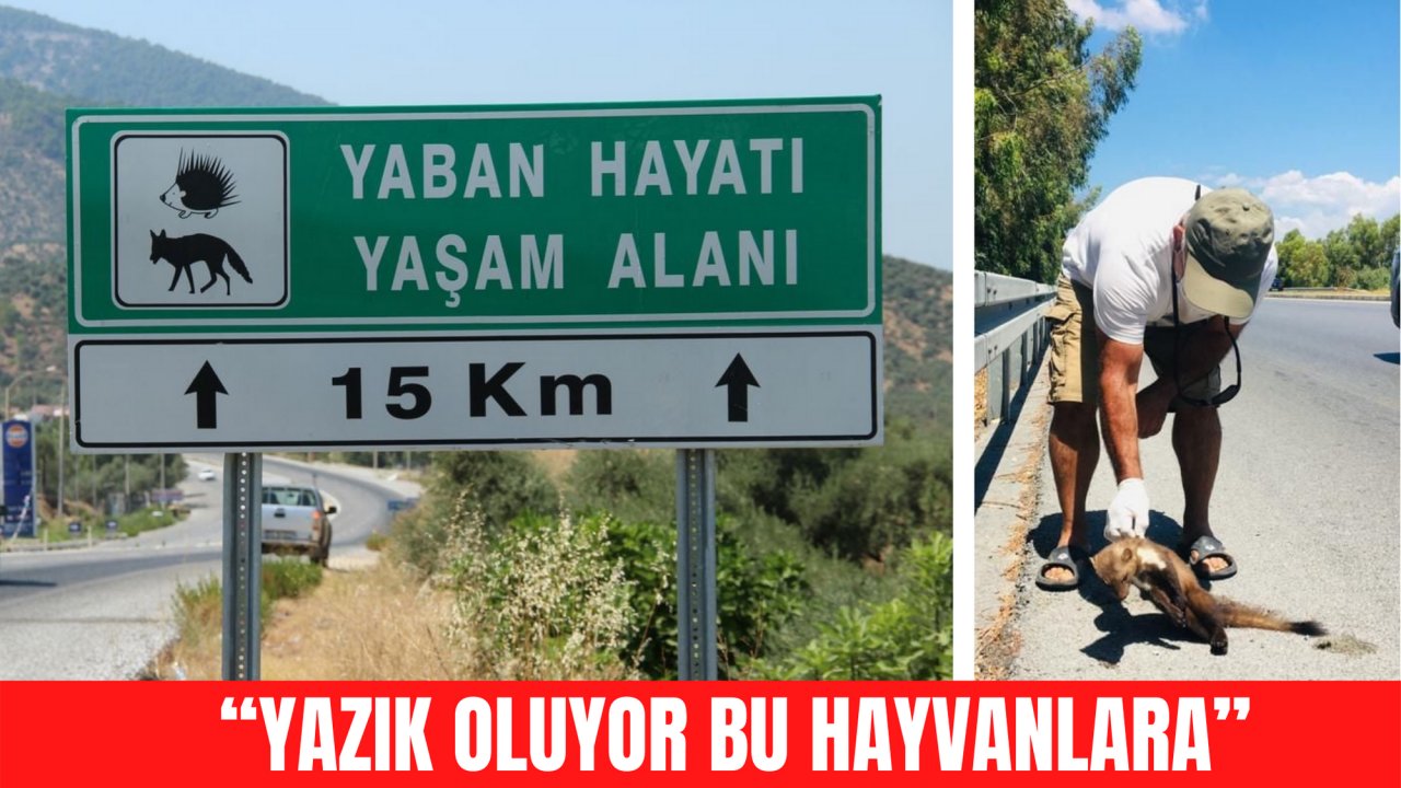 “YAZIK OLUYOR BU HAYVANLARA”