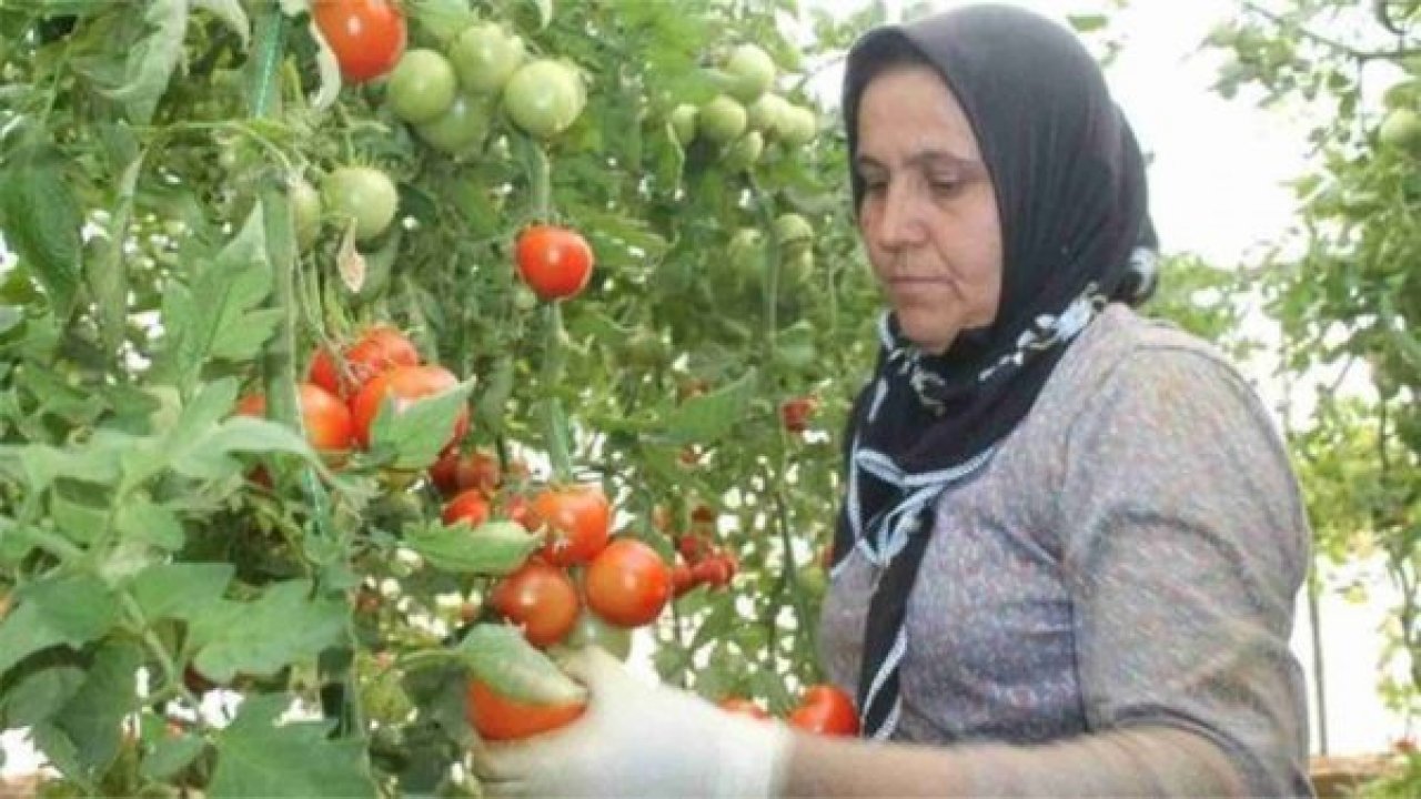 Domates, ihracatçı firmaların tercihi