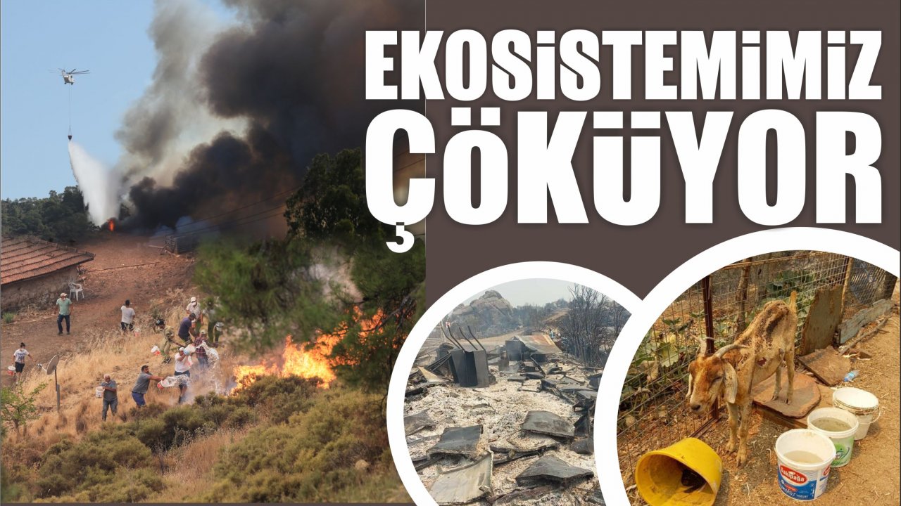 EKOSİSTEMİMİZ ÇÖKÜYOR