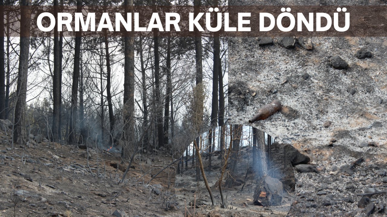 ORMANLAR KÜLE DÖNDÜ