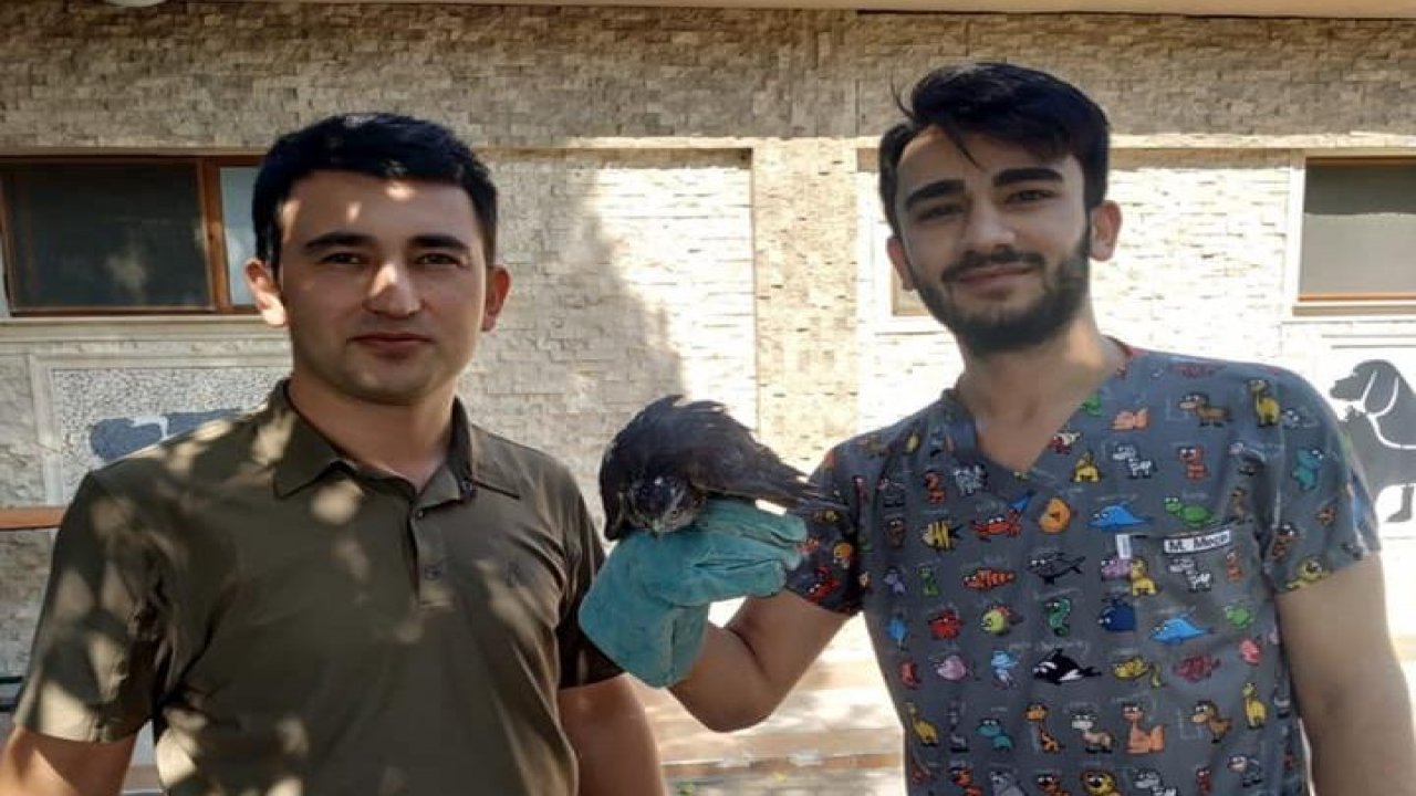 Marmaris'te orman yangınından yaralı kurtarılan hayvanların bir kısmının tedavisi tamamlandı