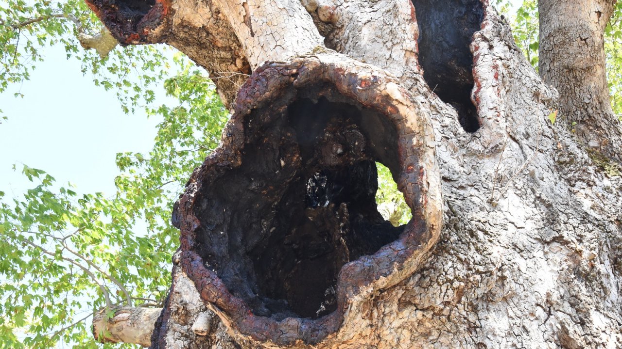 TARİHİ ANIT AĞAÇLARIN RESTORASYONU YAPILIYOR