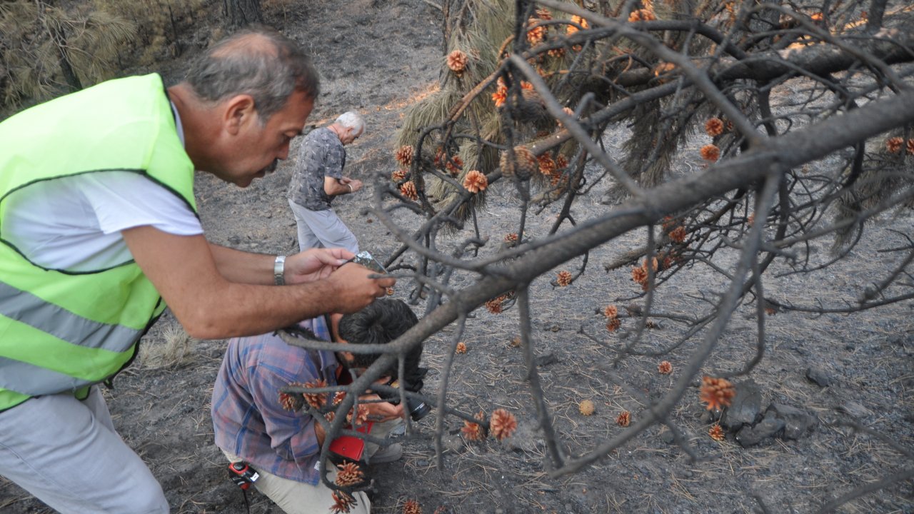 YANAN ORMANLIK ALANLARDA 