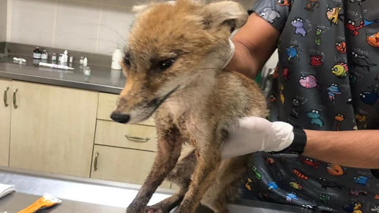 Yaralı kurtarılan tilki tedavi altına alındı