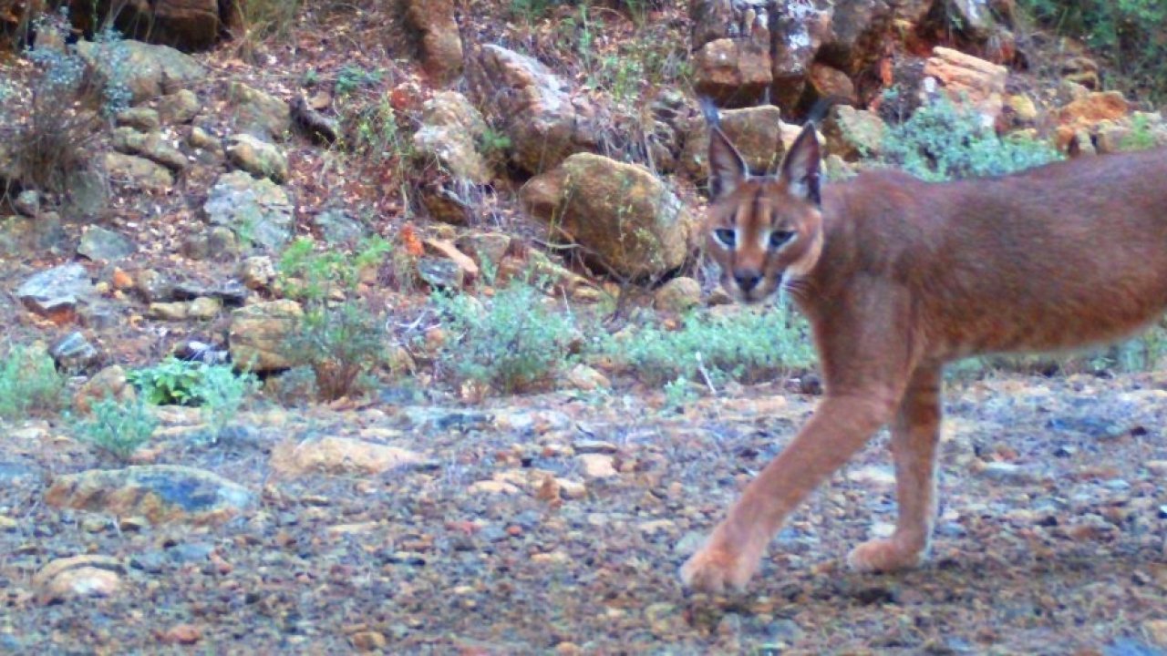 MUĞLA’DA AV YASAKLANSIN!
