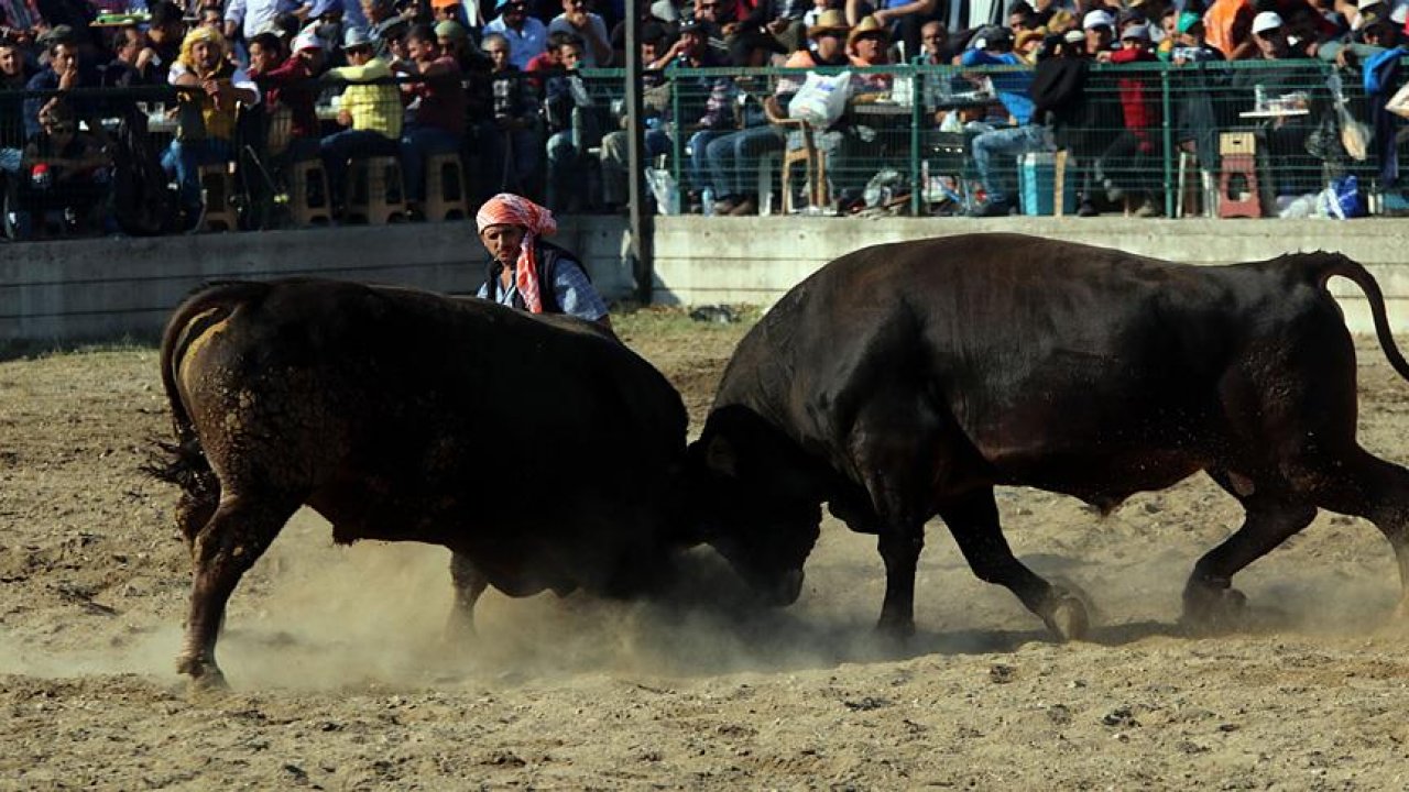 Milas’taki boğa güreşi iptal edildi