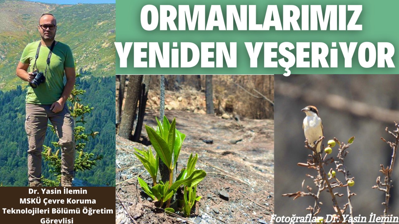ORMANLARIMIZ YENİDEN YEŞERİYOR