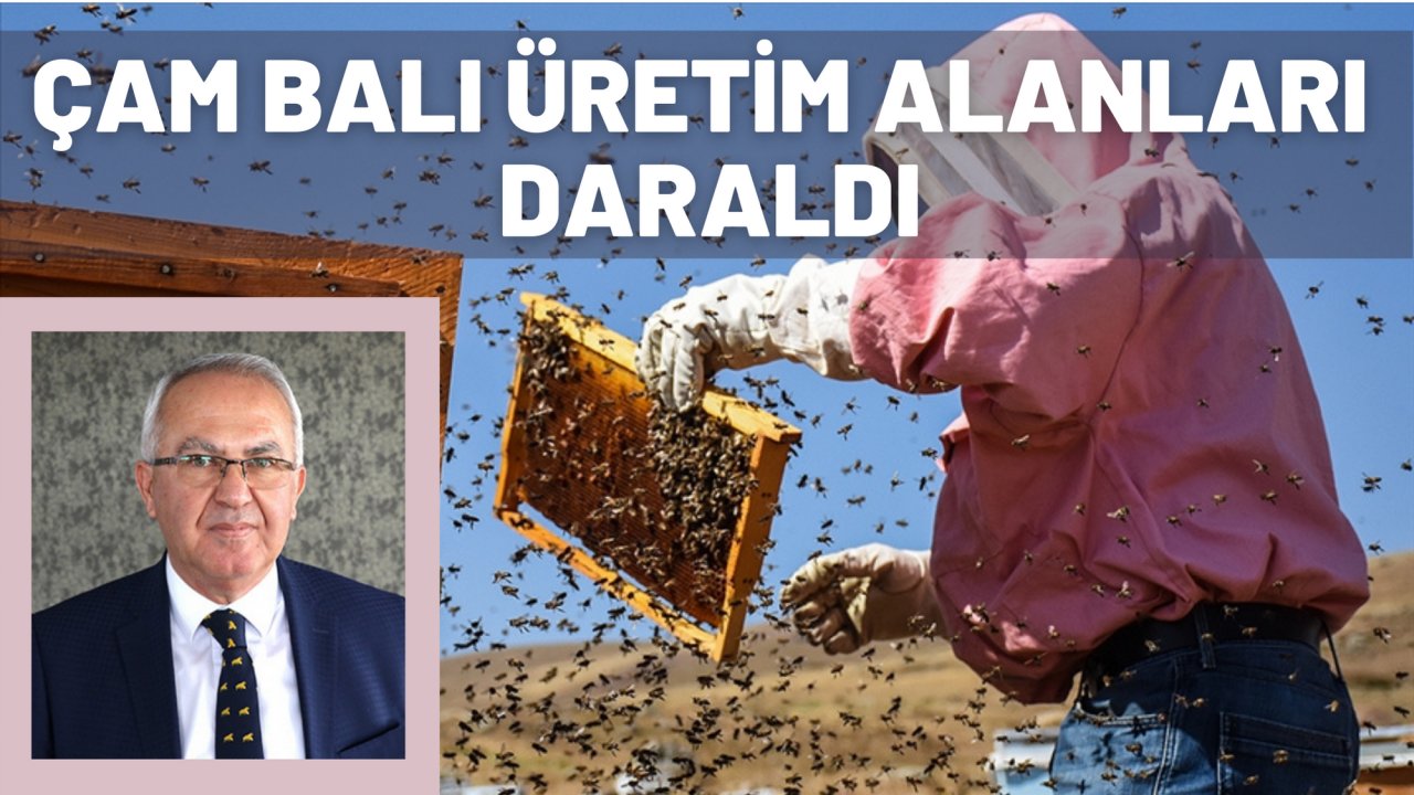 ÇAM BALI ÜRETİM ALANLARI DARALDI