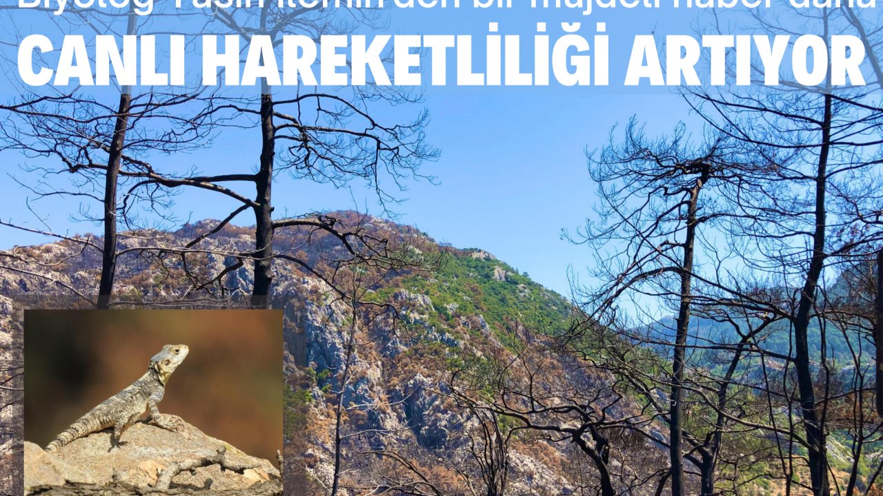 CANLI HAREKETLİLİĞİ ARTIYOR