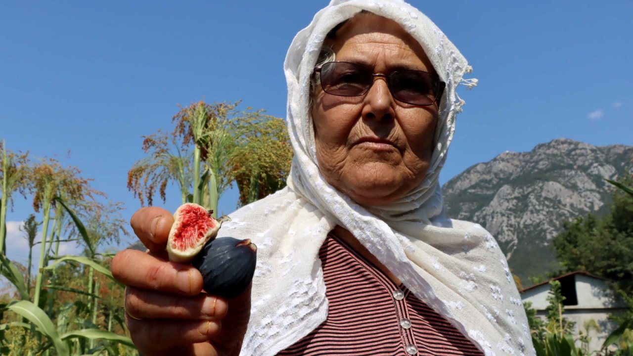 Üstün incir tipleri belirleniyor