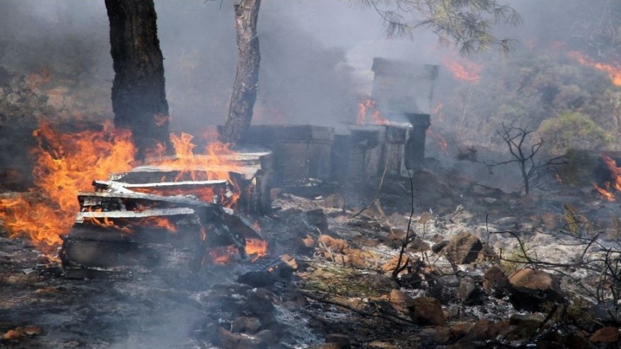 Marmaris balı için kurtuluş planı