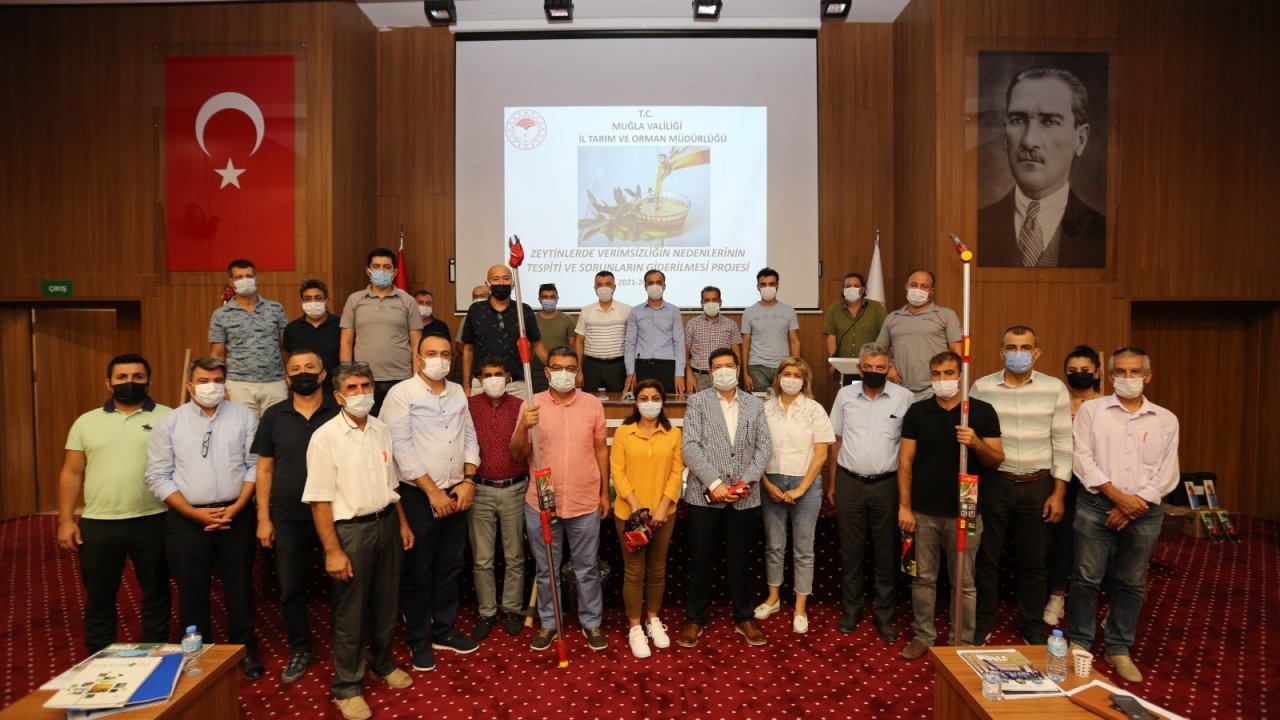 Zeytinde verimi arttırma çalışmaları