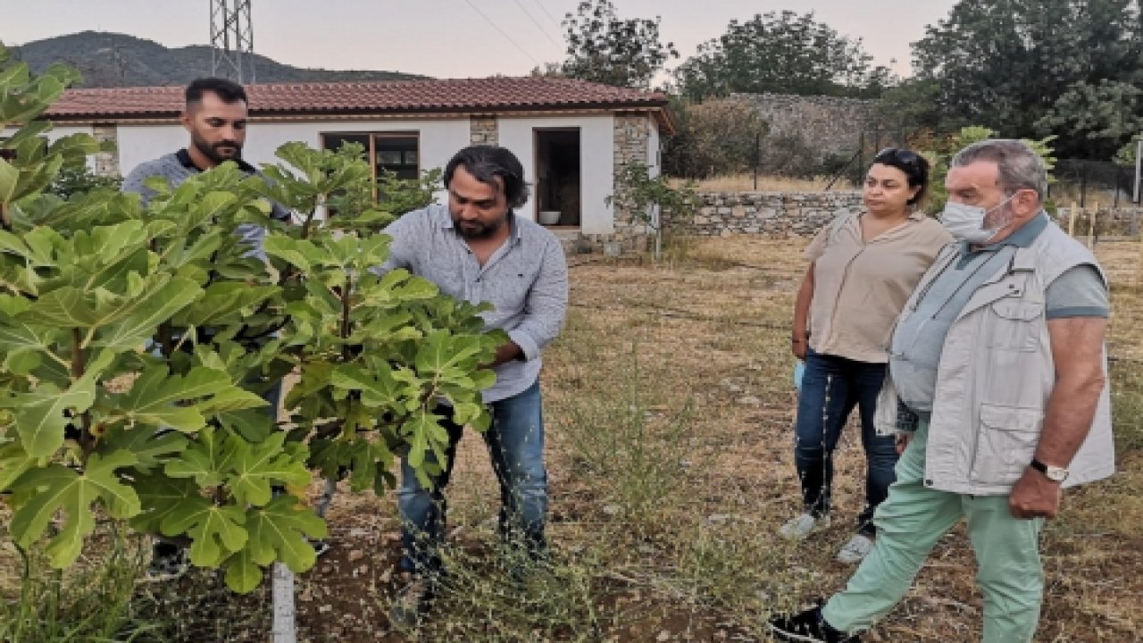 Kaya İnciri’ne ihracat kapısı açılıyor