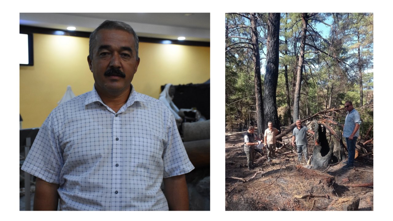 Yanan ormanların yeniden canlanmaya başlaması arıcıları umutlandırdı