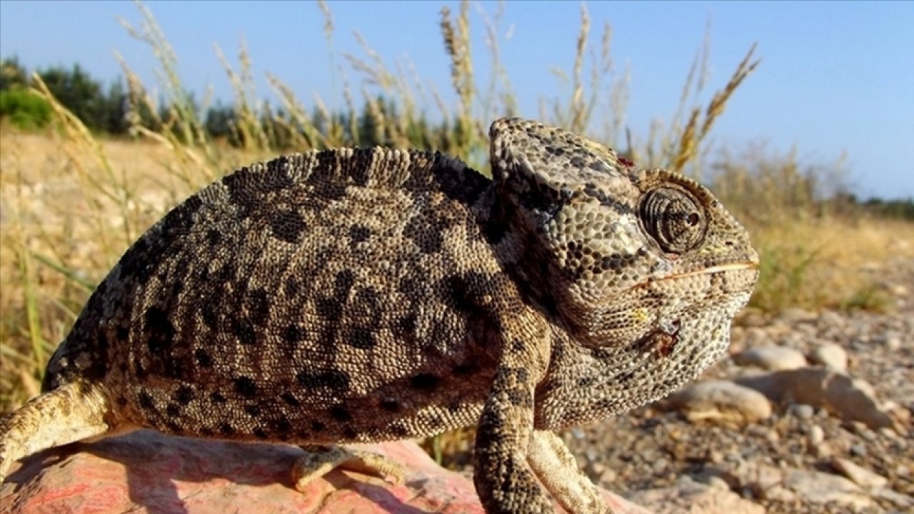 MUĞLA’DA NESLİ TEHLİKE ALTINDAKİ SÜRÜNGENLER UYDUDAN TAKİP EDİLECEK
