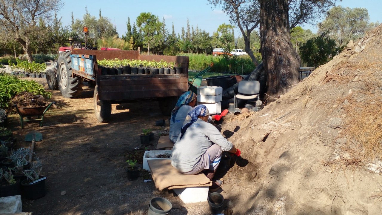 DOĞA DOSTU ÇİÇEKLER YETİŞTİRİLİYOR