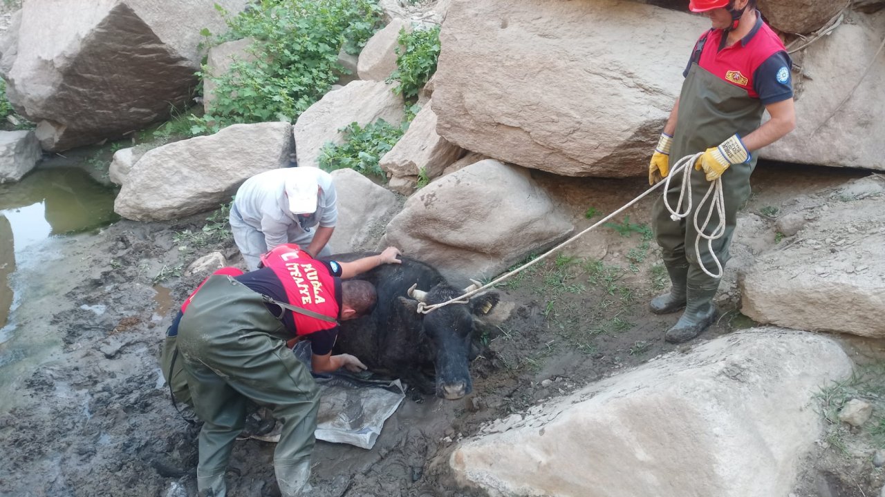 BATAKLIĞA DÜŞEN İNEK KURTARILDI