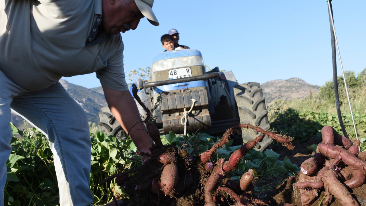 MOR PATATES ÜRETİCİSİNİ SEVİNDİRDİ