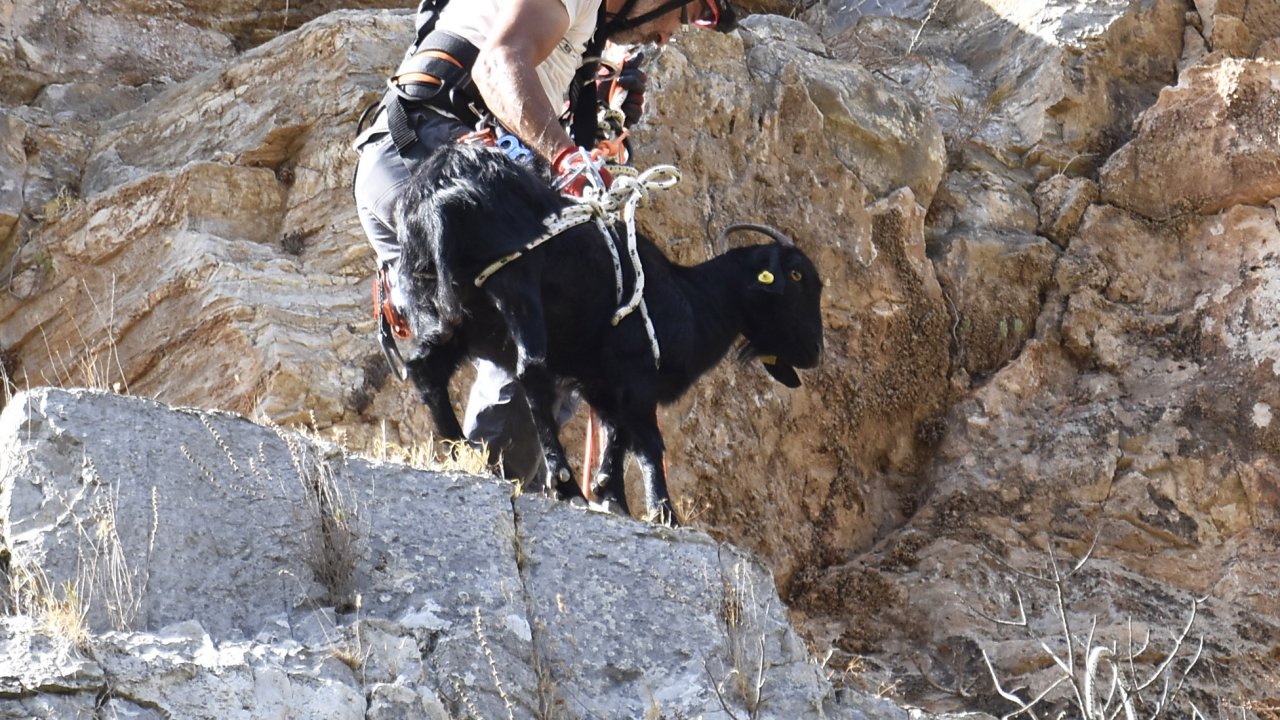 BODRUM'DA KAYALIKLARDA MAHSUR KANLAN İKİ KEÇİ KURTARILDI