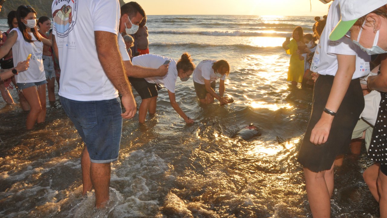 UYDU TAKİP CİHAZI TAKILAN 3 CARETTA CARETTA DENİZE SALINDI