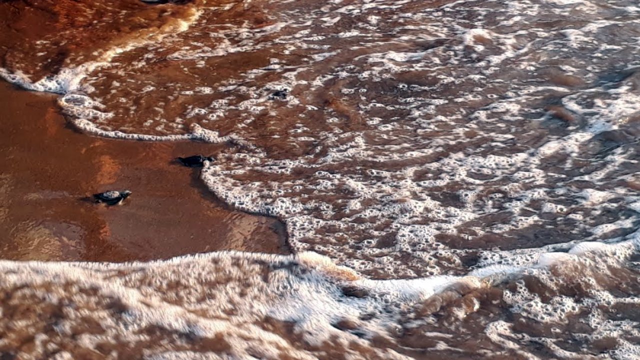 İZTUZU SAHİLİNDE CARETTA CARETTA YUVASI VE YAVRU ÇIKIŞINDA ARTIŞ