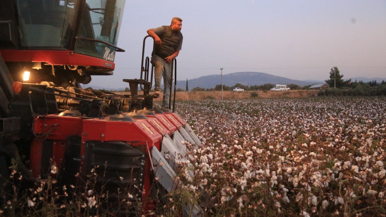 MİLAS'TA İLK PAMUK HASADI YAPILDI