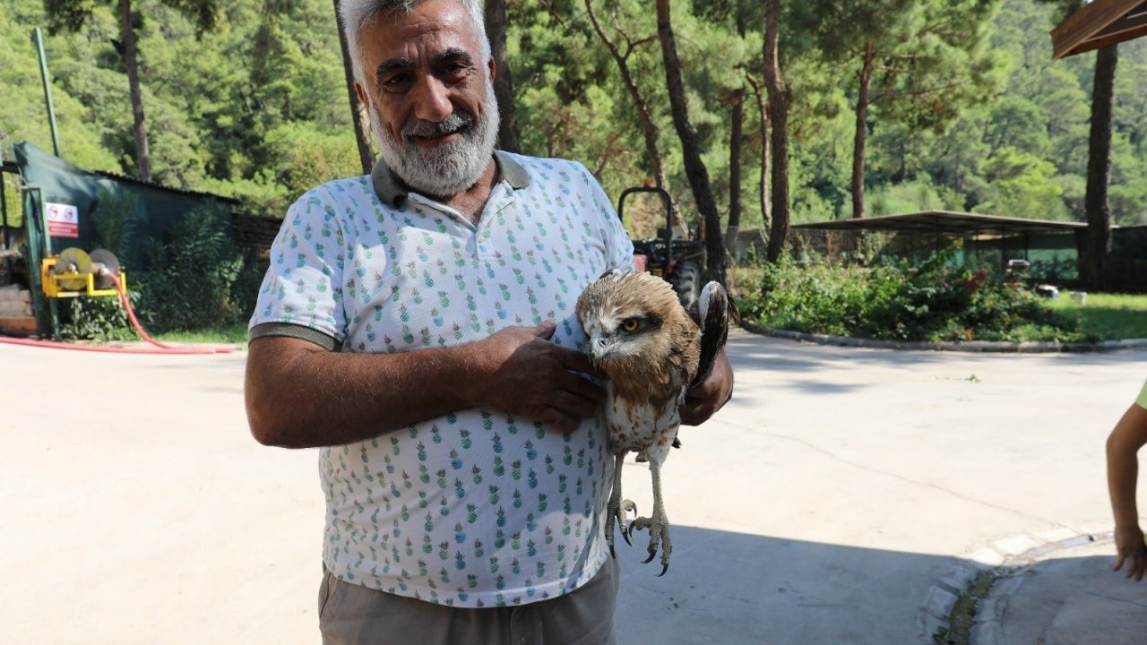 Muğla'da yaralı şahin tedavi altına alındı