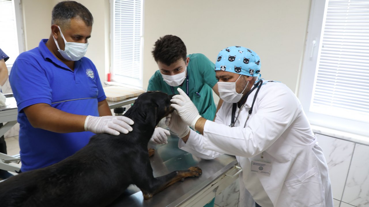 SOKAK HAYVANLARI 'MİKROÇİP' İLE KAYIT ALTINA ALINIYOR