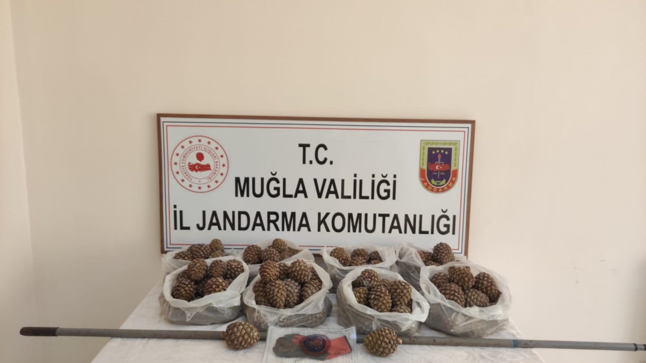 FISTIK ÇAMI TOHUMU ÇALAN HIRSIZLAR YAKALANDI