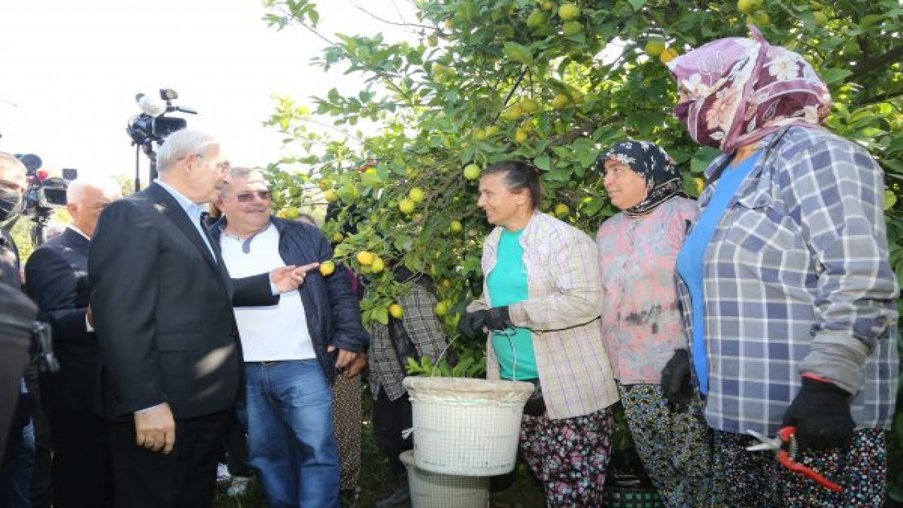 CHP GENEL BAŞKANI KILIÇDAROĞLU, LİMON HASADINA KATILDI