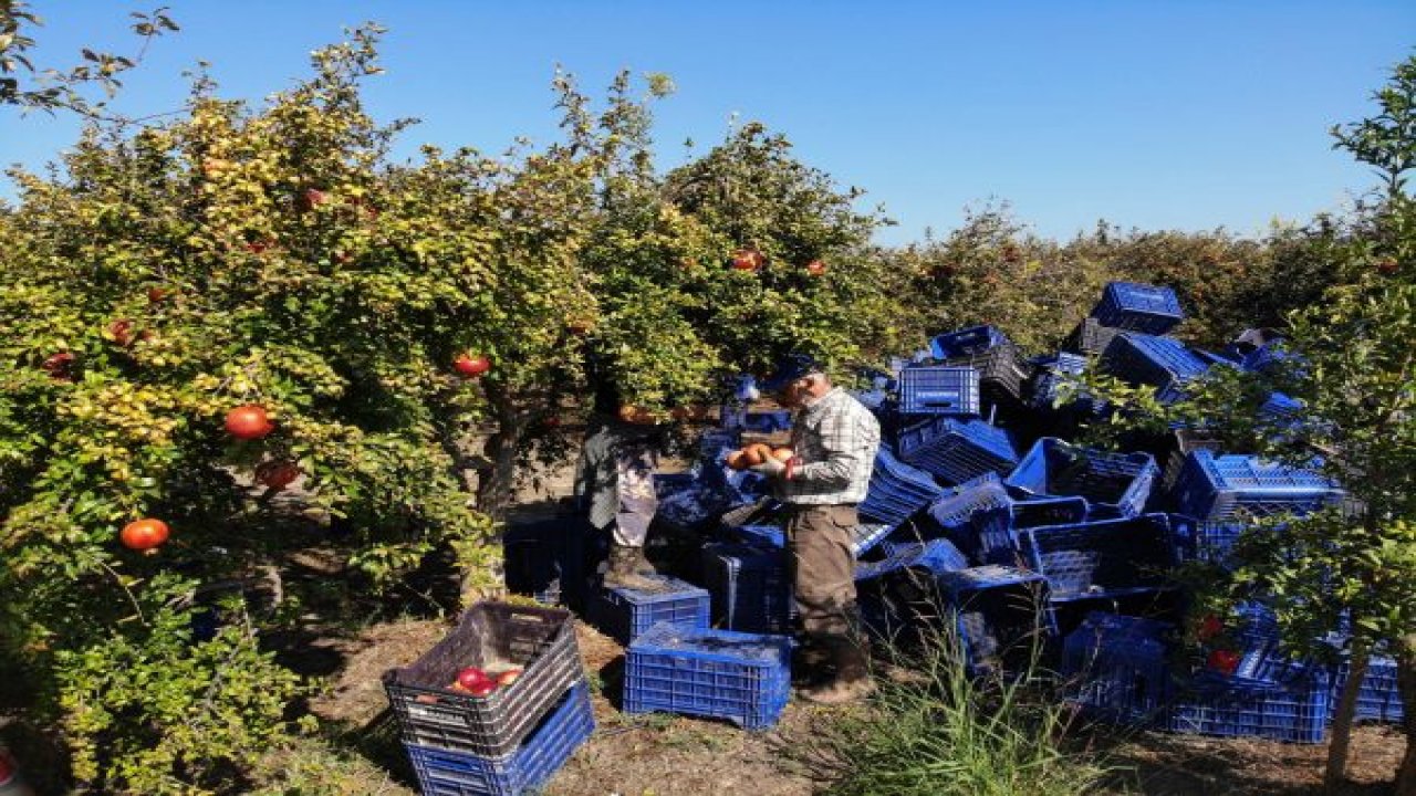 DALYAN NARINDA VERİM DE FİYAT DA YÜKSEK