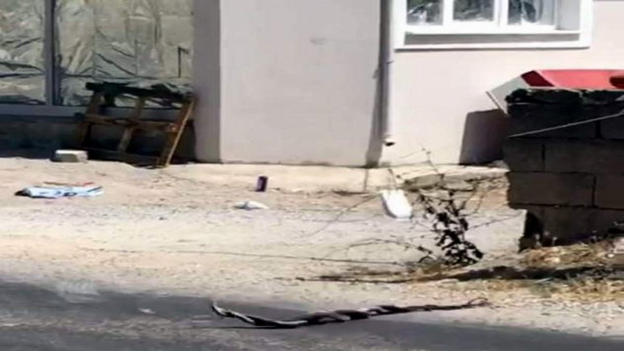 Yılanların çiftleşme dansı büyüledi