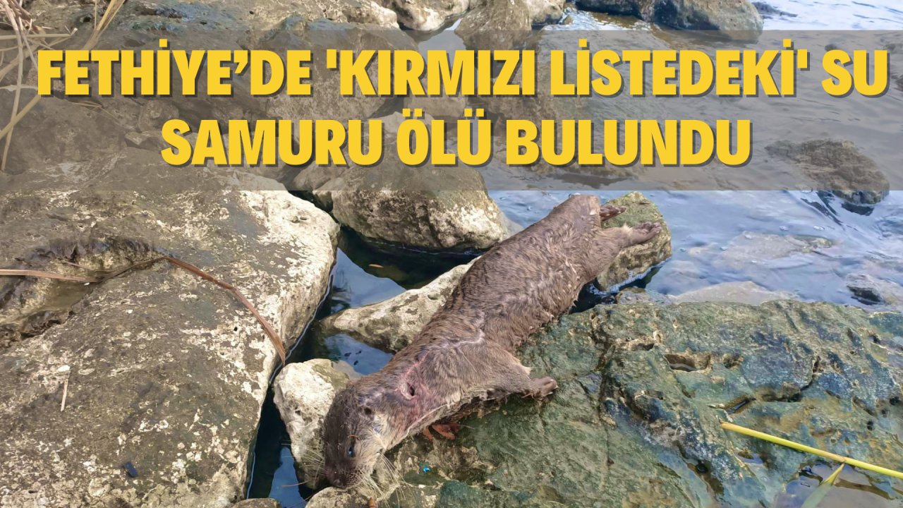 FETHİYE’DE 'KIRMIZI LİSTEDEKİ' SU SAMURU ÖLÜ BULUNDU
