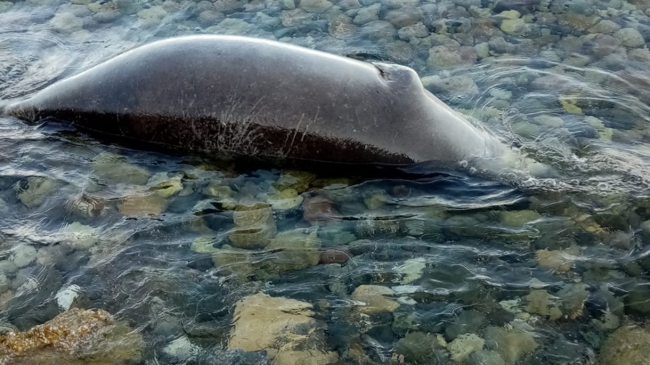 ÖLÜ AKDENİZ FOKU BULUNDU