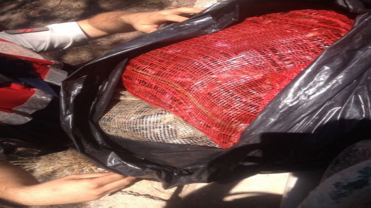 Marmaris'te midye operasyonu